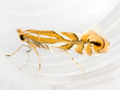 Phyllonorycter esperella